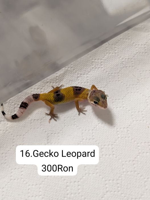 Soparla Gecko Leopard