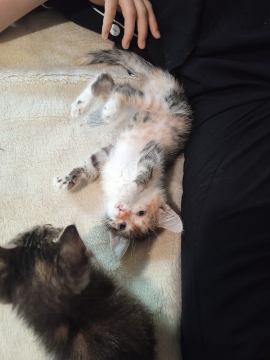 Котенок девочка.
