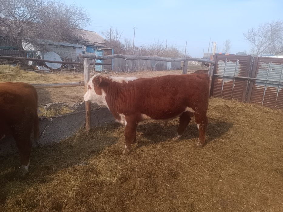 Бычки, быки, крс, молодняк откорм