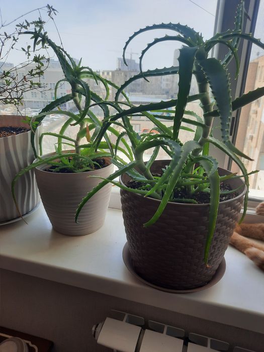 Продаётся алоэ 3летний