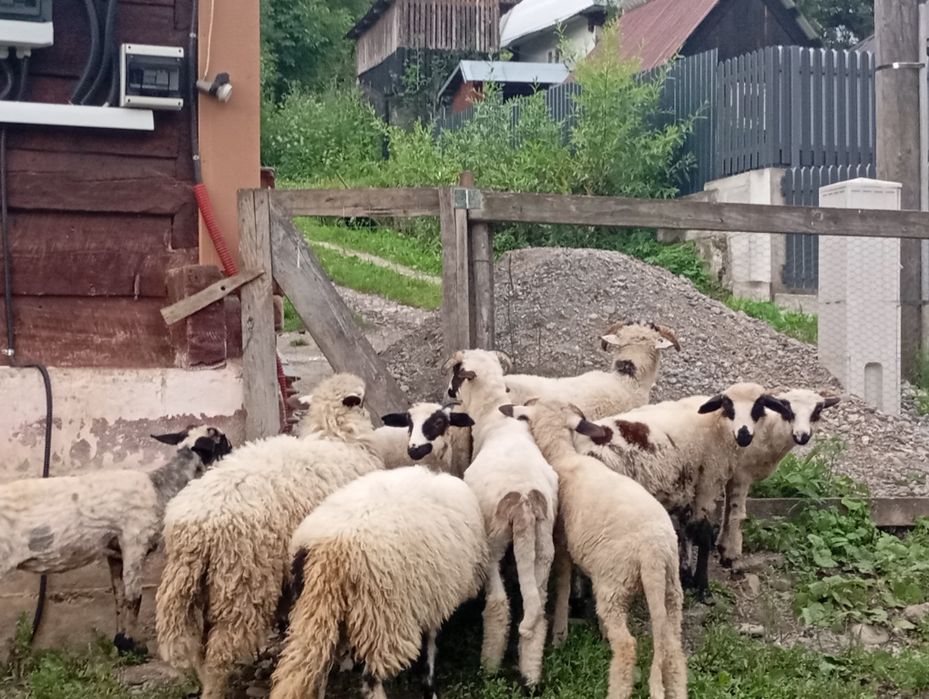 Miei de vânzare  nu se vinde pe bucata