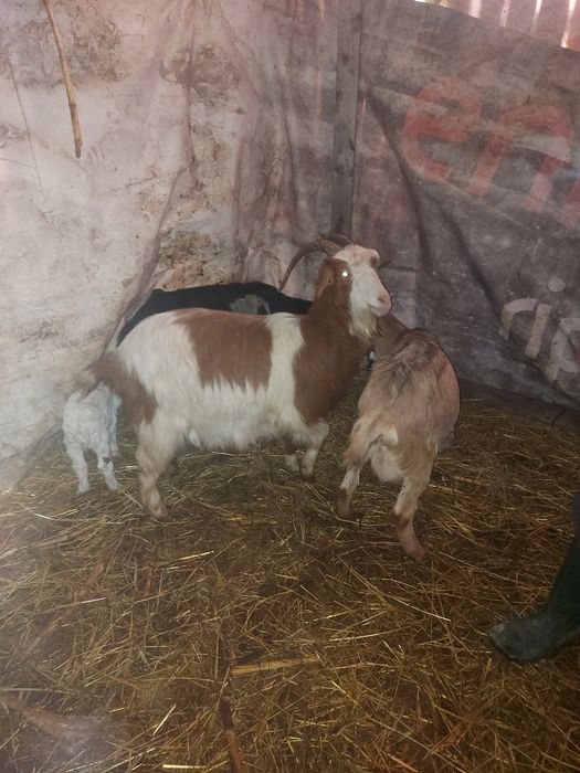 Vând capre tinere  sau schimb cu vaca