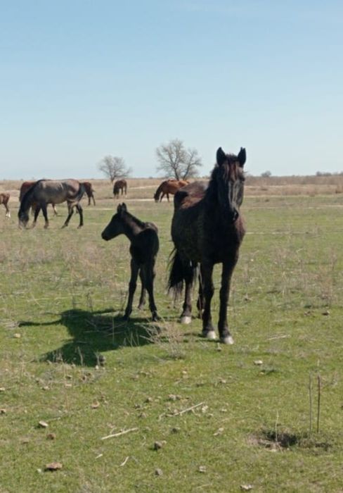 Сауын бие,кулынды бие,бие,саумал,қымыз