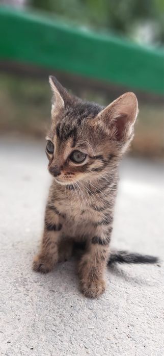 Котенок в добрые руки , девочка лапочка