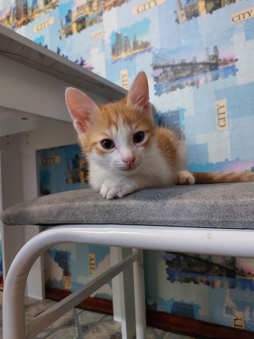 Отдам котят мальчики 2 мес