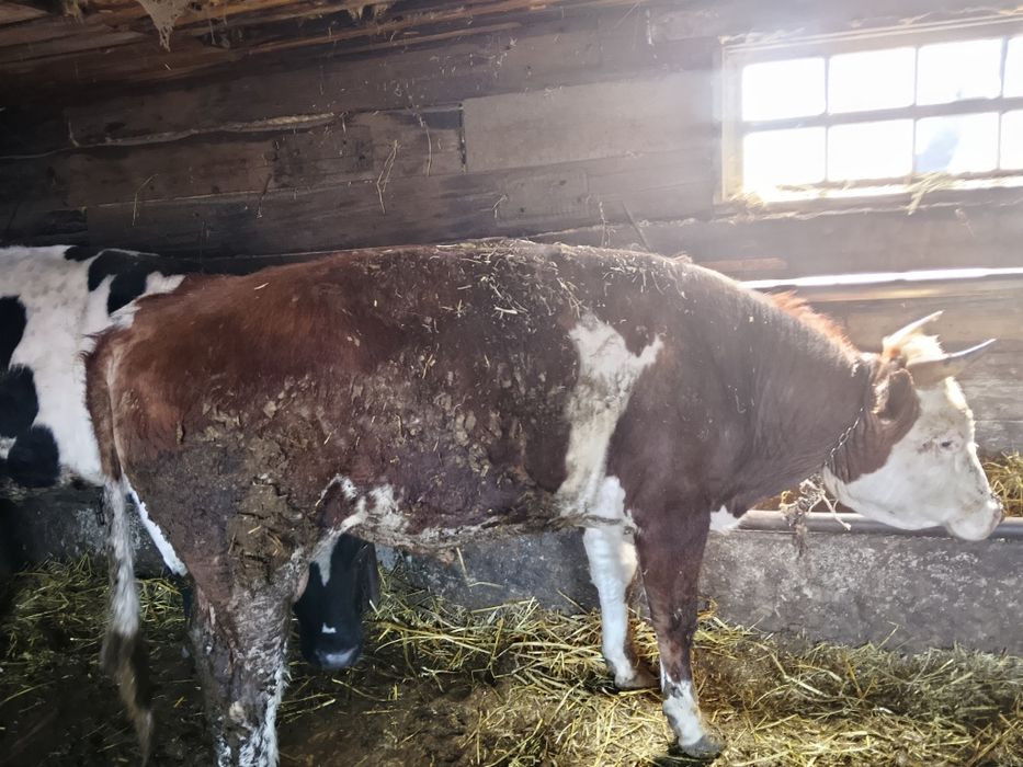 Продам бычков, выращенных на откорме