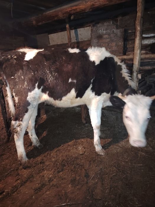 Тёлка продаётся 600 тыс