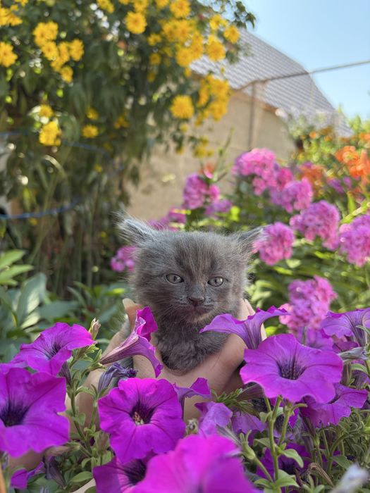 отдам котят в добрые руки