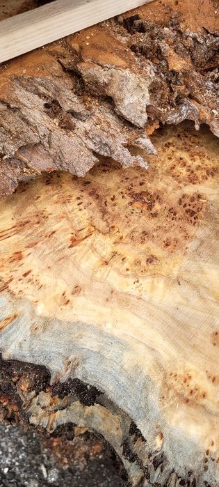 Cherestea uscata plop bubos Cherestea Plop Bubos Uscată în Uscător Pro