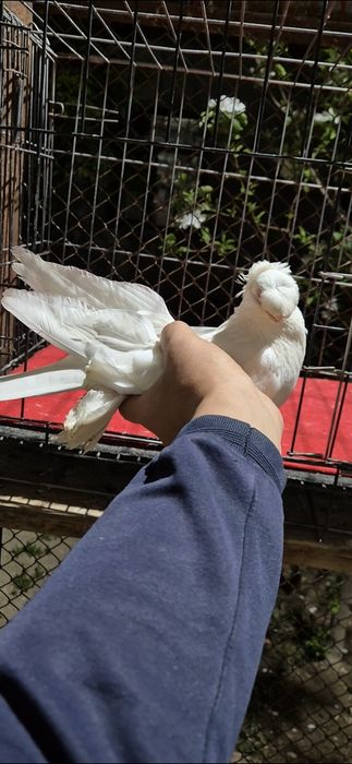 Гулбадам самецццц