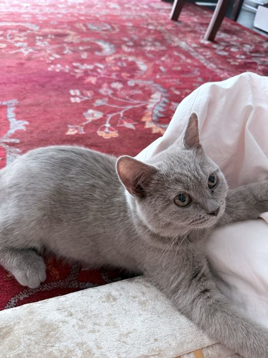 Бесплатно котенок 4 месяца британец