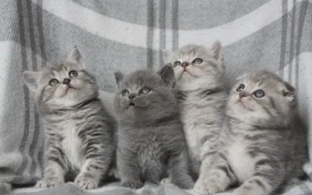 Прямоушечки-•Котятки