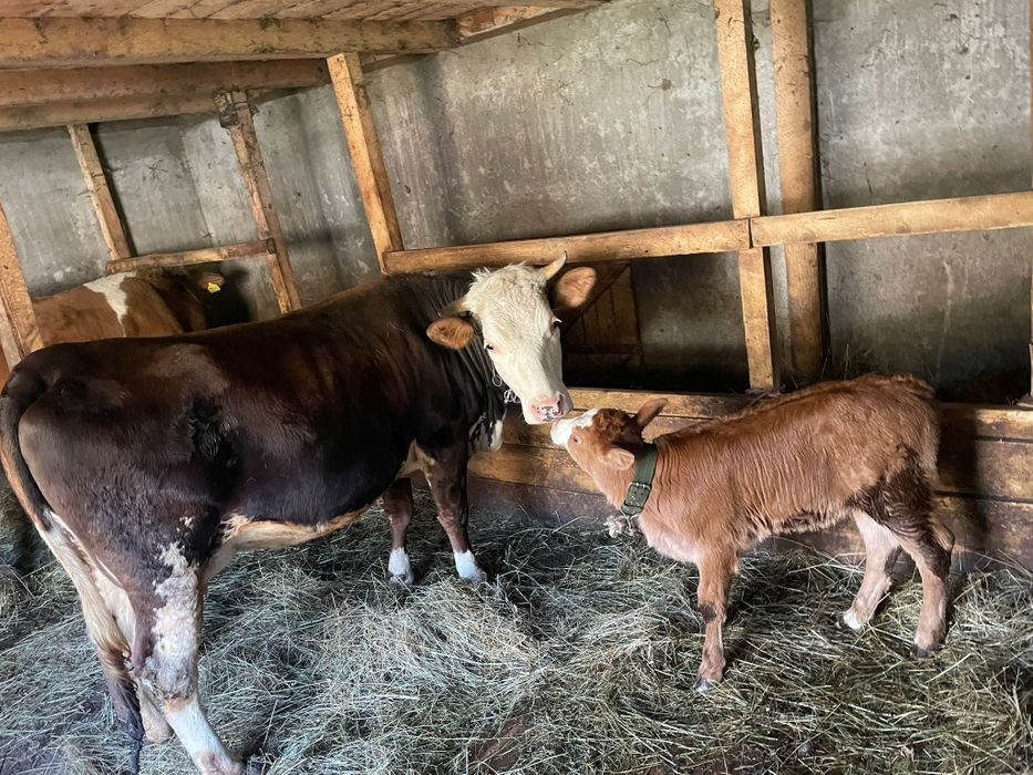 De vânzare! Juninca la prima fătare cu vitica!