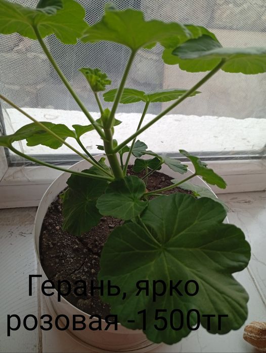 Продаю домашние, комнатные  цветочки.