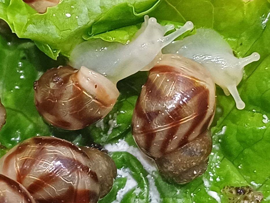 Улитки ахатина ретикулята