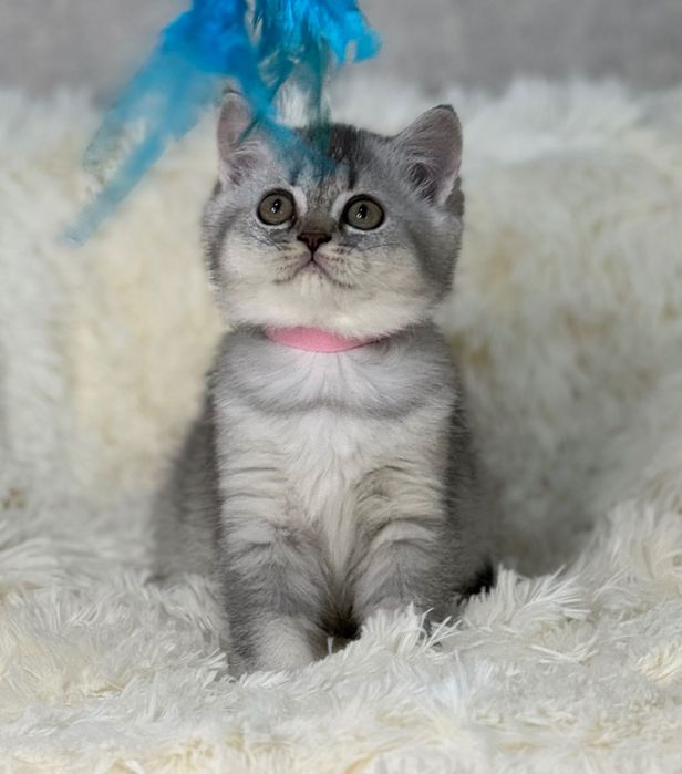 Fetiță Scottish Straight silver foarte frumoasă