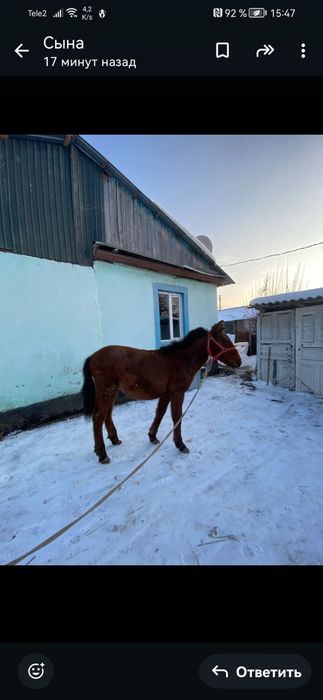 Прадам жерепчика