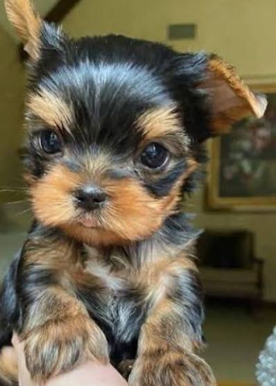 Yorkshire terrier  talie mica