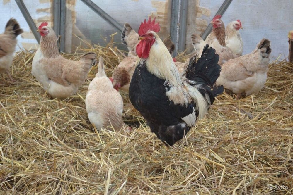 Яйца от Загорска Сьомга