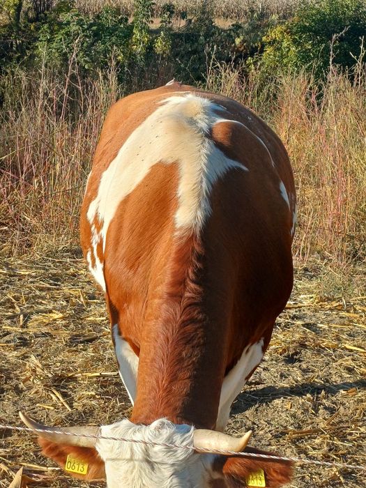 Două vaci la a doua fatare