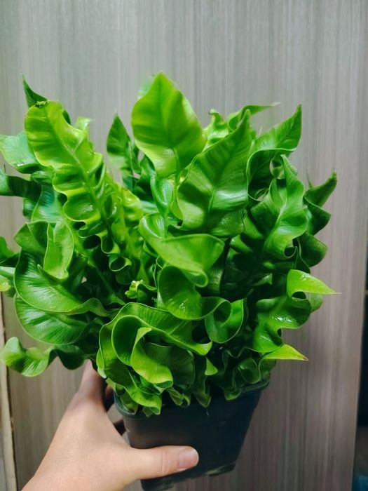 Растения для дома и офиса