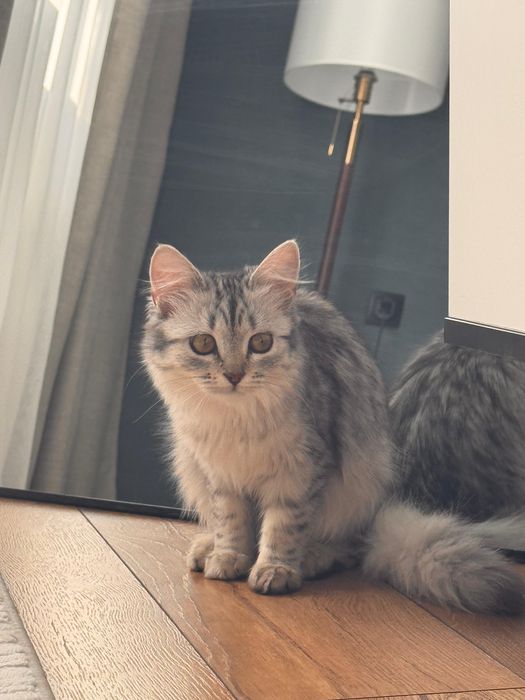 Отдам котенка в добрые руки