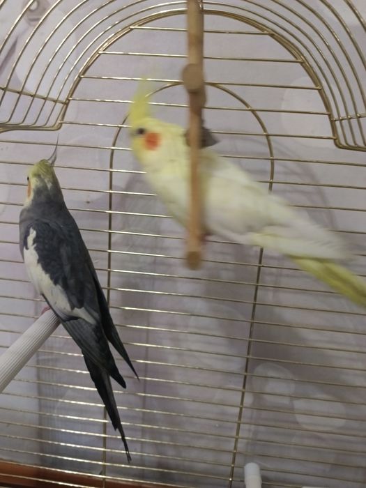 Продам двух попугая Корелла