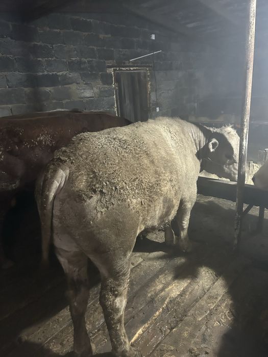 Продается бычки