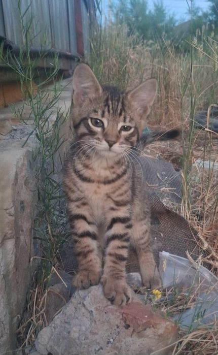 Ищем дом для котят