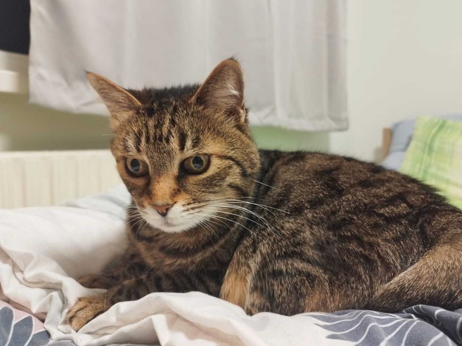 Търси се дом за домашна котка