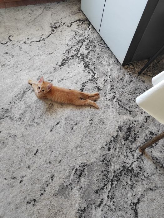 Отдам котёнка в добрые руки