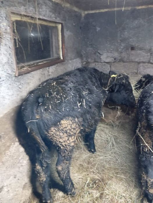 Продам двоих бычков