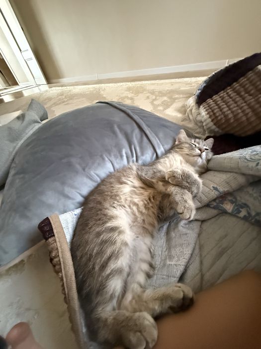 Кошка в добрые руки