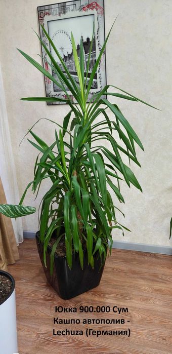 Комнатные растения: замиокулькас, юкка + горшки Lechuza
