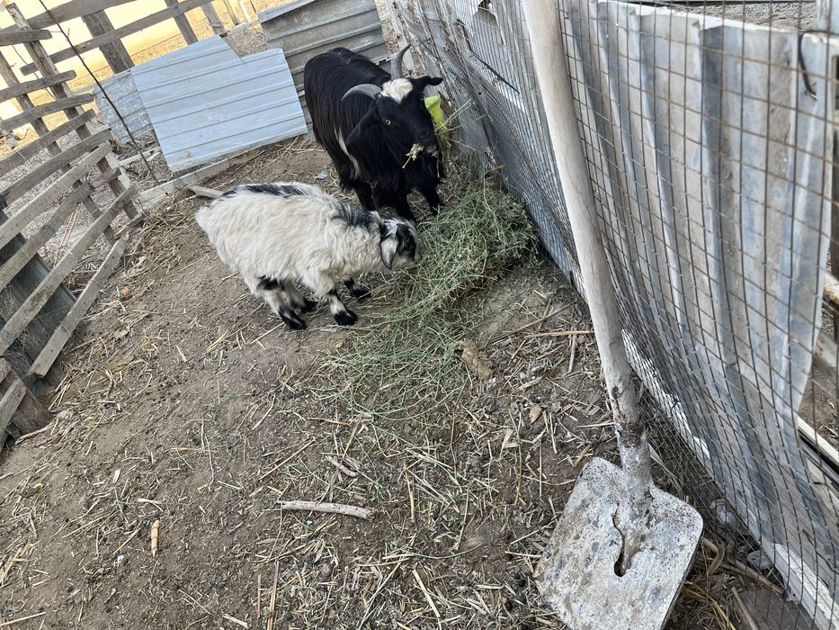 Ешкі лағымен сатылады