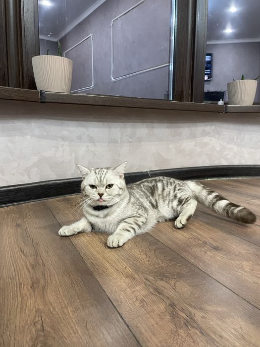 Кот молодой породистый