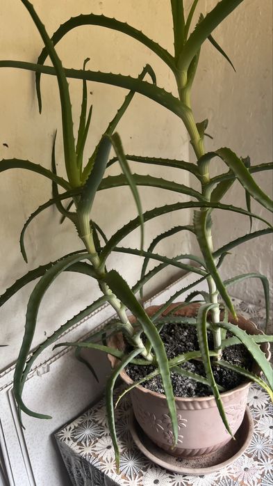 Алое продам. Комнатное