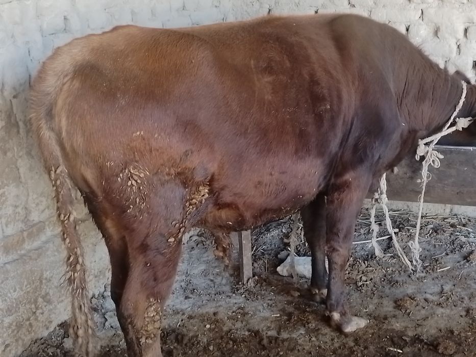 Бука сотилади  месный