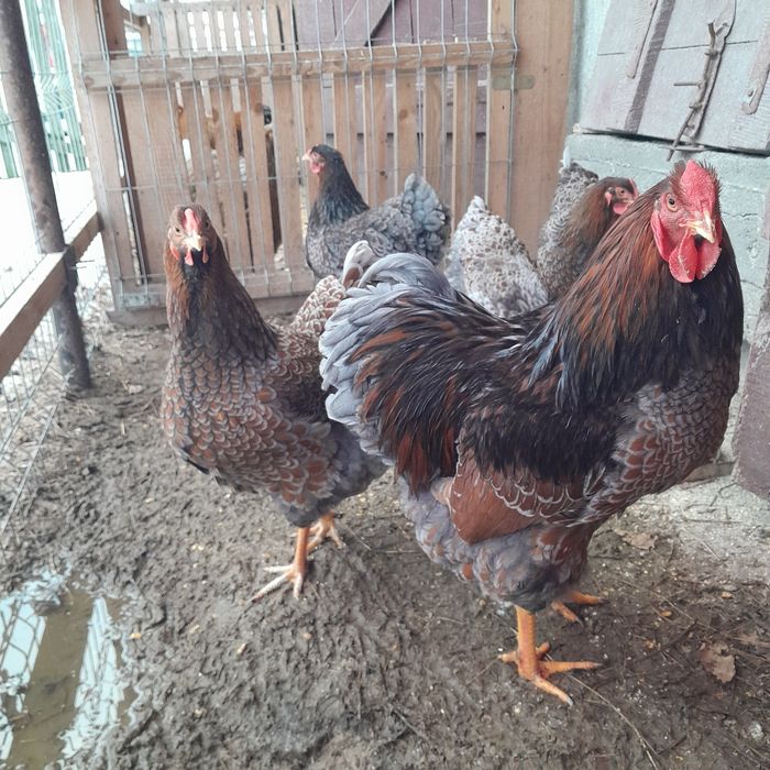 Găini Brahma si Wyandotte