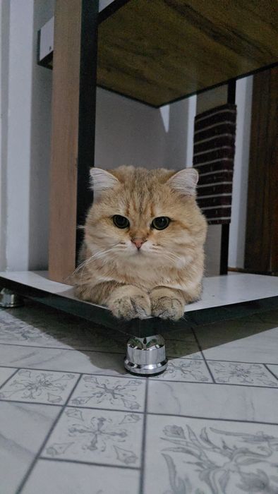 Золотыесты шиншилла Мальчик