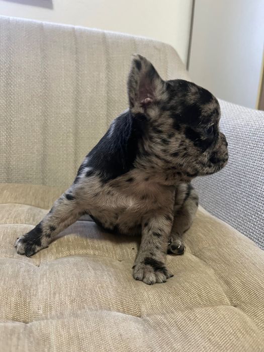 Bulldog francez merle