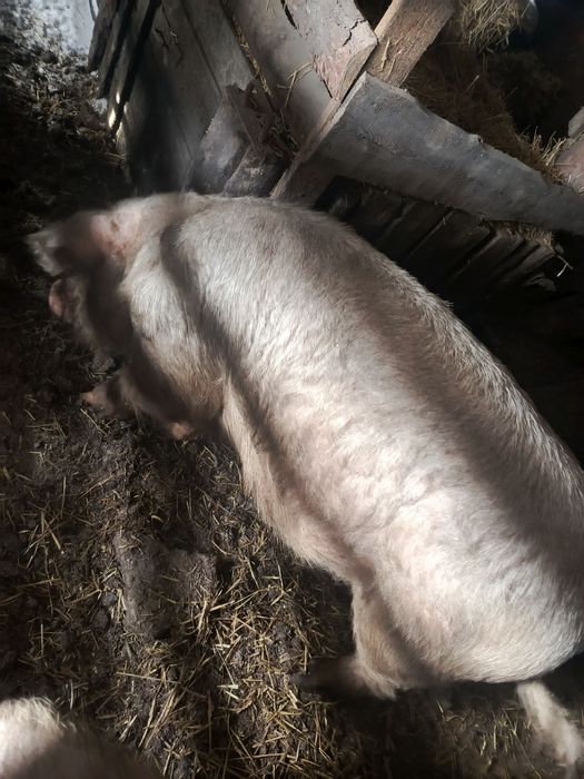 Продам кабана(Ландрас)