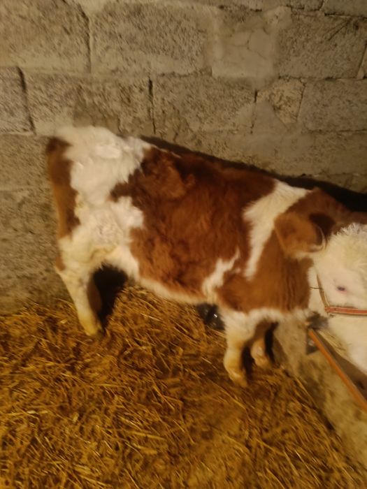 Vând un vițel bălțat