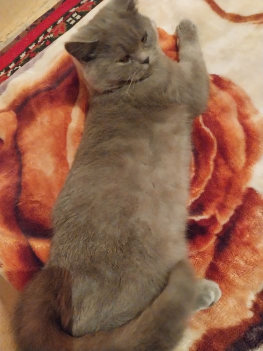 Зотдор мушук сотилади