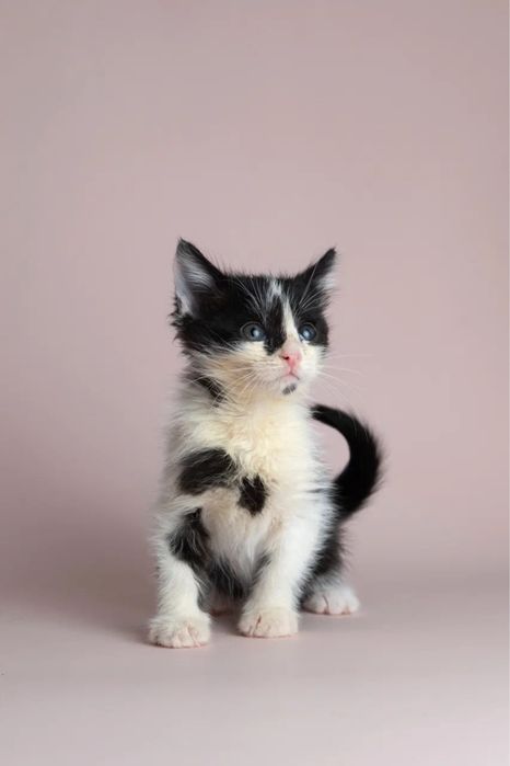 Котята двухмесячные ищут дом