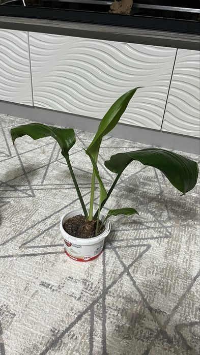 Продам цветы (АСПИДИСТРА)