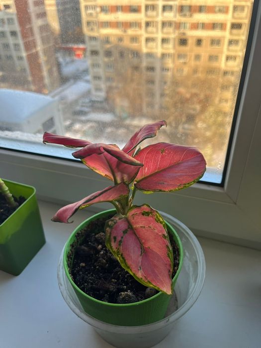 Комнатные цветы _