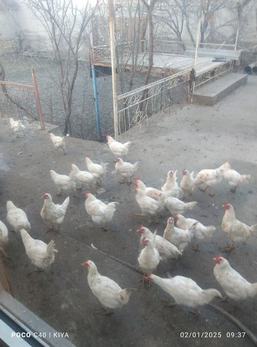 Xoʻroz va tovuq sotiladi