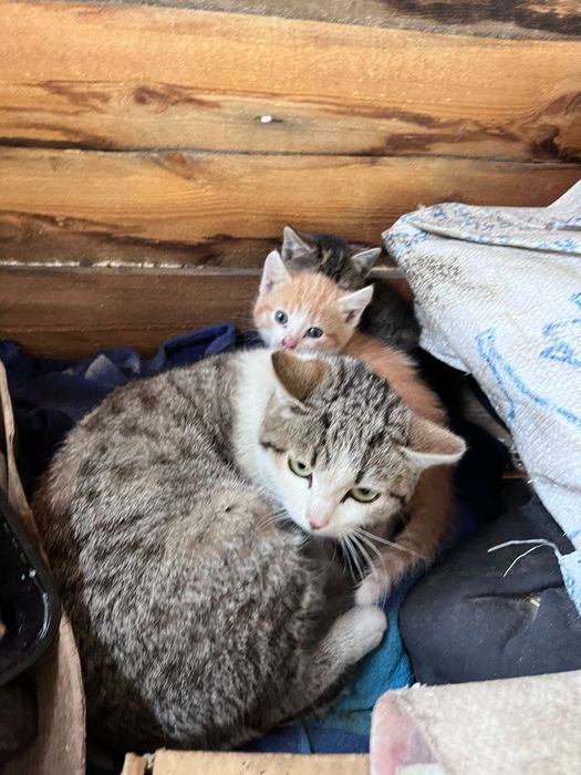 Отдам даром котят