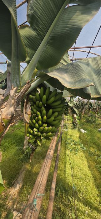 Banan koʻchati xaqiqiy